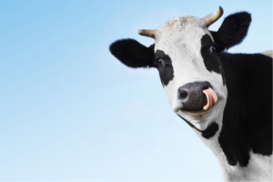
		
			«Сбер» реализовал первую сделку по продаже онлайн-фермы для молочных хозяйств		
		