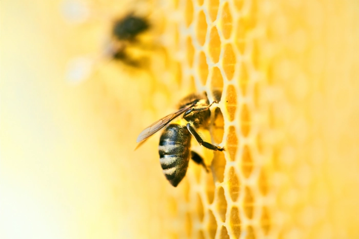 Российское экологическое общество вместе с «ЦентрПрограммСистем» защитят пчел