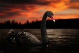 CIO White Nights 2023: "черные лебеди" в ИТ