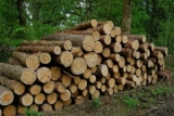 Smart Timber может заменить линейку и рулетку