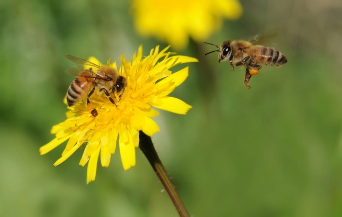 Дроны-опылители в помощь пчелам