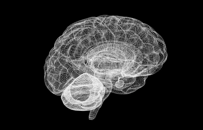 Ученые создадут модель активного мозга