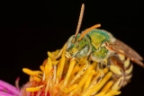 Пчелы против мёда, «исследователи» в Нидерландах, и полезный управляемый хаос