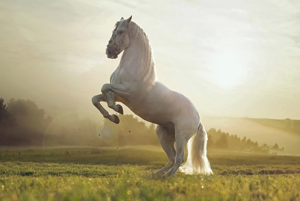 Руководителя Samsung подвела лошадь