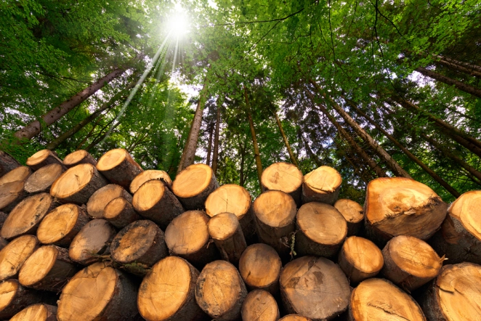 Основные проблемы развития лесной отрасли могут быть решены с помощью IT