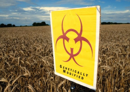 Так ли страшны ГМО?. Рис. 1